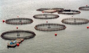 Salmón impulsa fuerte repunte en Magallanes