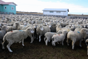 Asogama destaca aumento de pluviometría que registra más de 140 mm en sectores rurales
