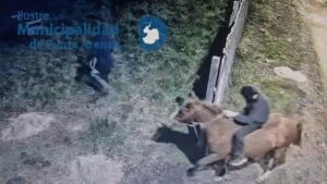 Frustran robo de caballares desde corral municipal en Parque María Behety