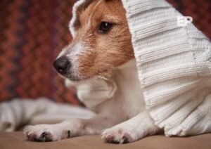 ¿Debo abrigar a mi perro este invierno? Expertos explican cuándo es necesario y cómo detectar si tienen frío