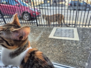 El puma que puso en alerta a Punta Arenas resultó ser una humorada digital