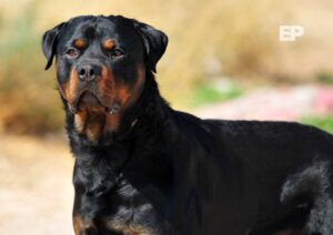 Adulto mayor en riesgo vital tras ataque de jauría de Rottweilers en Valparaíso