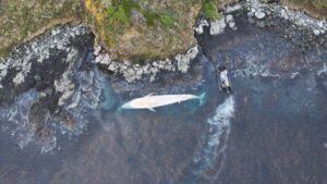 Sernapesca y la Armada localizan ocho ballenas muertas al sur de Puerto Williams