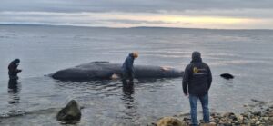 Ballena varada en Seno Otway será sometida a estudios para determinar causa de muerte