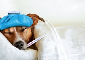 Tos de las perreras: El virus respiratorio contagioso que amenaza a los perritos en invierno