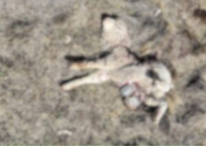 Gobierno condena feroz ataque de jauría que mató a 29 ovejas en Primavera