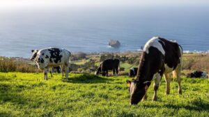Buscan transformar macroalgas subantárticas en suplemento alimenticio para la ganadería