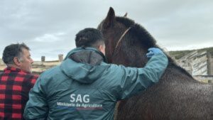 Porvenir iniciará chipeo electrónico de caballos ante emergencia sanitaria