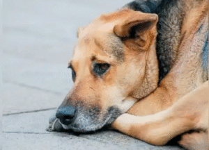 Alerta en Porvenir por masivo envenenamiento de perros: municipio e Investigaciones buscan a responsables