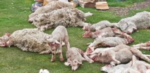 Delegada Norambuena llama a enfrentar la realidad de los ovinos muertos por perros asilvestrados