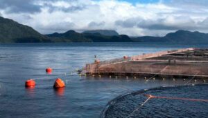 Golpe al salmón chileno: industria enfrentará sobrecosto de US$65 millones al año