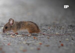 Ministerio de Salud decreta por primera vez alerta sanitaria por Hantavirus desde Atacama hasta Magallanes