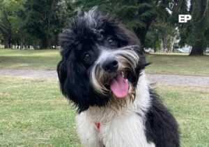 Día Mundial del Perro: Por qué se conmemora cada 21 de julio y el llamado a la tenencia responsable