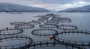 Obligan a salmoneras a transparentar proyectos técnicos de concesiones históricas