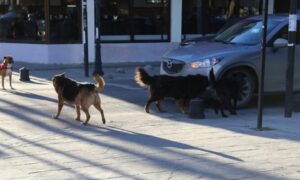 Más de 120 mordeduras de perros se registran mensualmente en Magallanes