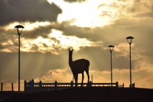 Con más de 130 imágenes participantes: Municipalidad de Timaukel premió a los ganadores de su II Concurso Fotográfico