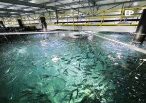 Argentina busca competir con producción acuícola en piscina de salmones