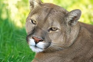 Puma juvenil muere tras ser atropellado en la Ruta Internacional CH-255: Autoridades llaman a extremar la precaución al volante