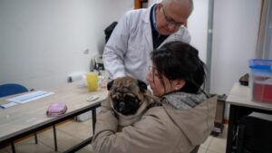 Operativo veterinario municipal en población Santos Mardones beneficia a más de un centenar de perros en Punta Arenas