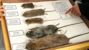 Salud intensifica la prevención del hantavirus en Magallanes