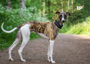 Cámara de Diputadas y Diputados aprueba prohibir y sancionar las carreras de perros en Chile