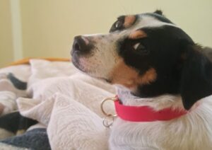 SAG abre convocatoria para reclutar veterinarios para sumarse a atención de mascotas en fronteras