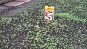 Vivero Municipal de Punta Arenas inicia producción de 20 mil flores para la temporada 2026-2027