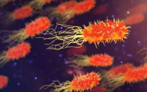 Bacteria 