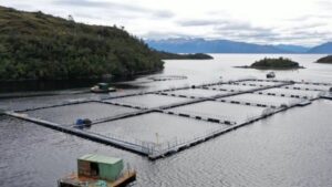 Cosecha de salmón en Magallanes registra drástica caída de 39,7% en junio de 2026