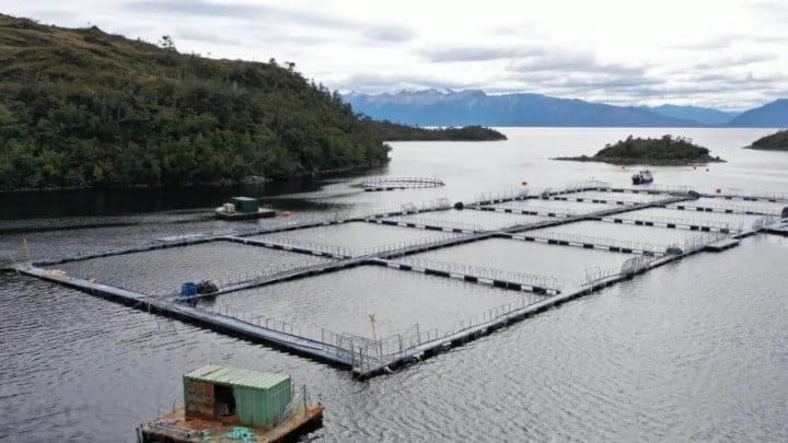 Cosecha de salmón en Magallanes registra drástica caída de 39,7% en junio de 2026