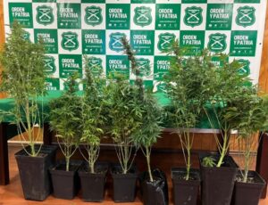 Sujeto es formalizado en Punta Arenas por violencia intrafamiliar y por mantener cultivo indoor de marihuana