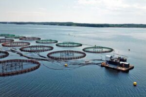 Solo dos de 200 solicitudes de relocalización salmonera han sido aprobadas desde 2010