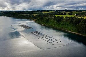 Salmoneras aportaron más de $74 mil millones al Estado durante 2025