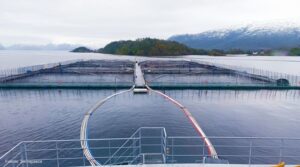 SMA aprueba Plan de Cumplimiento a salmonera Cermaq por sobreproducción en centro de Río Verde