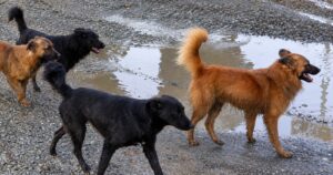 Imputada por maltrato animal deberá pagar $2 millones y no podrá tener mascotas por tres años