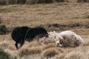 Asogama acudirá a la Corte Suprema tras revés judicial por perros asilvestrados en Magallanes