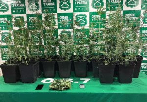 Carabineros detiene a un hombre y incauta 21 plantas de marihuana en Punta Arenas