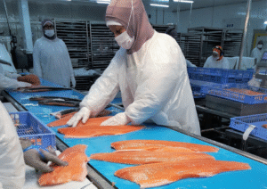 Salmonicultores de Magallanes advierten estancamiento de la industria por trabas en nuevas concesiones