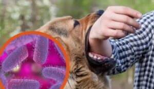 OMS valida a Chile como el primer país de Sudamérica en eliminar la rabia humana transmitida por perros