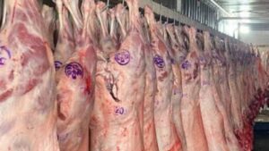 Autoridades despliegan plan de fiscalización en Magallanes por Fiestas Patrias con foco en carnes y alcoholes