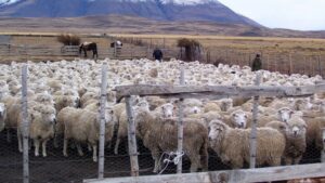 Faenamiento de corderos se desploma 88,5% en Magallanes durante septiembre según informe del INE