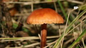 Festival Micelio Austral llega a Puerto Williams con charlas y caminata fungi por el Parque Ukika