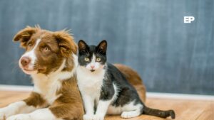 Abren inscripciones para esterilización gratuita de perros y gatos este viernes en Punta Arenas