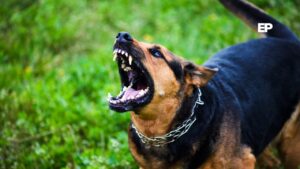 Incumplimientos normativos y ataque canino a recolector encienden alarmas en el servicio de aseo de Punta Arenas