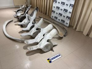 PDI detiene a sujeto por mantener restos óseos de ballena en el antejardín de su vivienda en Punta Arenas
