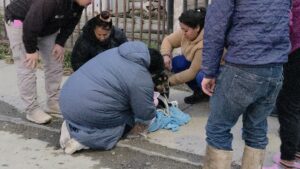 Rescatan a perro senior atrapado en el barro en población Nelda Panicucci de Punta Arenas